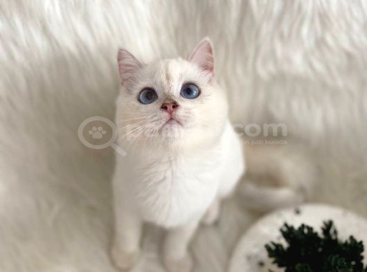 British Longhair Ve British Shorthair Safkan Yavrular