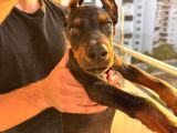 2 Buçuk aylık A Kalite Safkan doberman