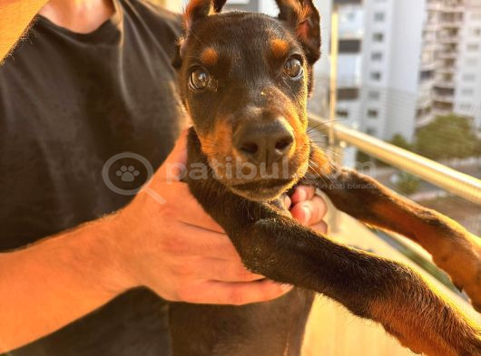 2 Buçuk Aylık A Kalite Safkan Doberman