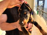 2 Buçuk Aylık A Kalite Safkan Doberman