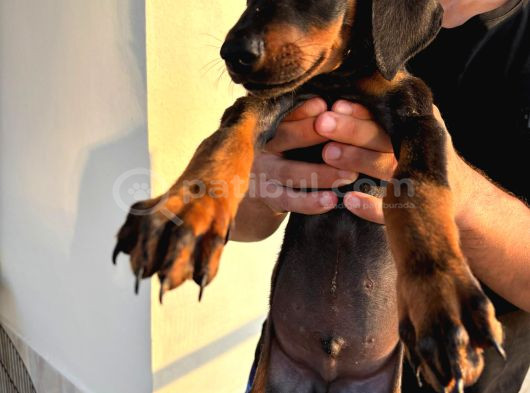 2 Buçuk Aylık A Kalite Safkan Doberman görsel