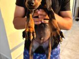 2 Buçuk Aylık A Kalite Safkan Doberman