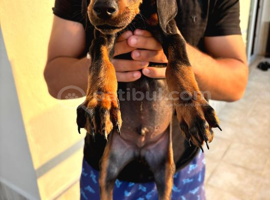 2 Buçuk Aylık A Kalite Safkan Doberman görsel
