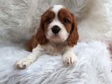A Kalite King Charles Bebekler