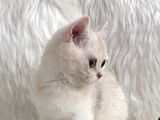 British Longhair Ve British Shorthair Safkan Yavrular