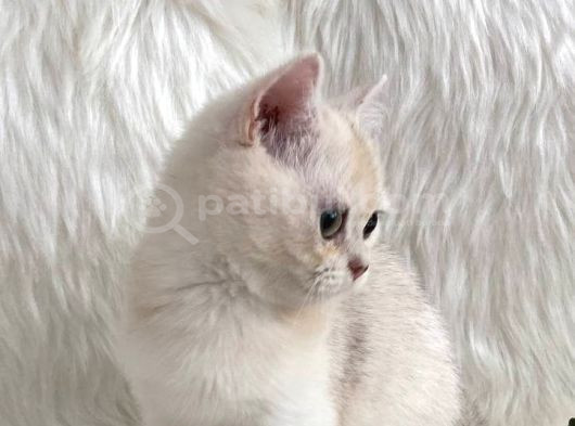 British Longhair Ve British Shorthair Safkan Yavrular görsel