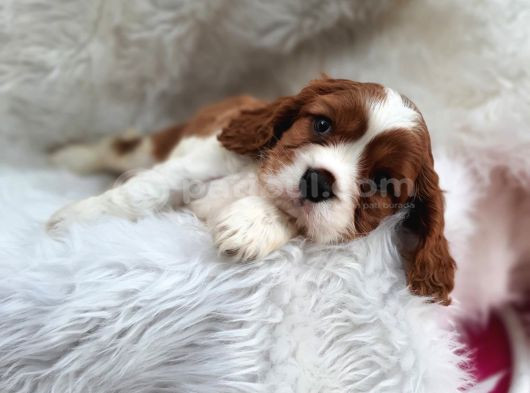 A Kalite King Charles Bebekler