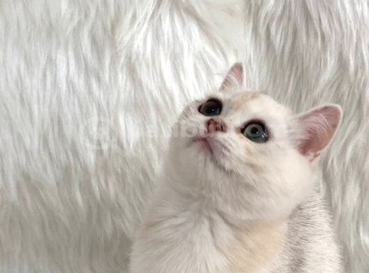 British Longhair Ve British Shorthair Safkan Yavrular görsel
