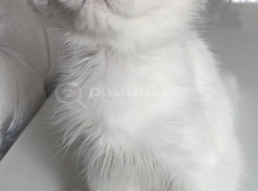 Longhair Bebeklerim görsel