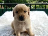 Baby face golden bebekler