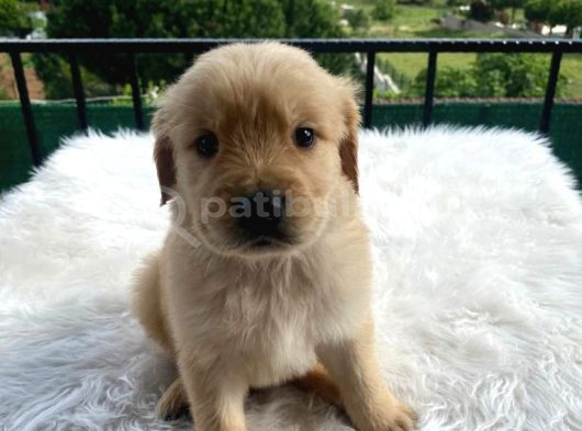 Baby face golden bebekler