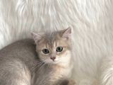 British Longhair Ve British Shorthair Safkan Yavrular