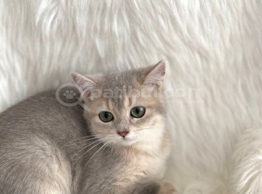 British Longhair Ve British Shorthair Safkan Yavrular görsel