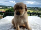 Baby Face Golden Bebekler