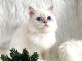 British Longhair Ve British Shorthair Safkan Yavrular
