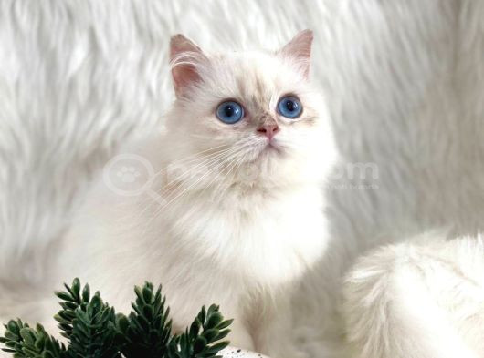 British Longhair Ve British Shorthair Safkan Yavrular görsel