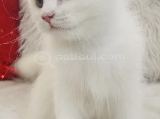 Longhair Bebeklerim