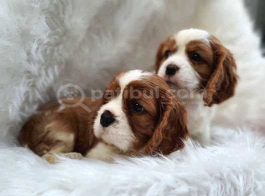 A Kalite King Charles Bebekler görsel