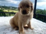 Baby Face Golden Bebekler