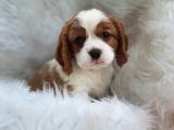 A Kalite King Charles Bebekler