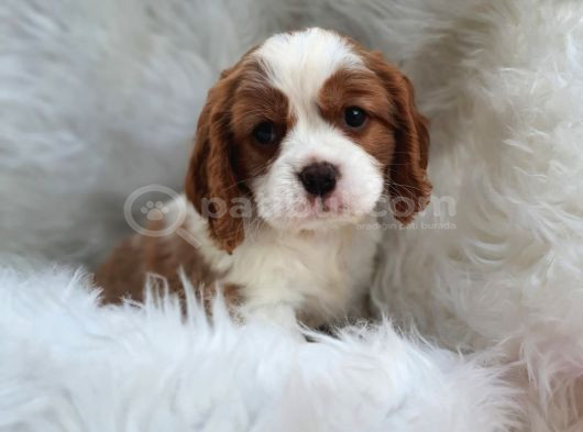 A Kalite King Charles Bebekler görsel