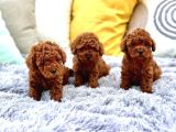 EN ÖZEL TOY POODLE YAVRULAR