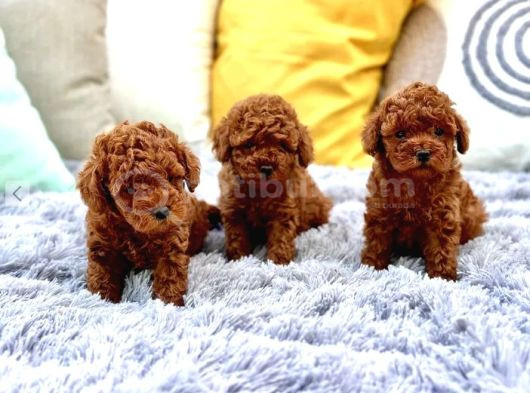 En Özel Toy Poodle Yavrular