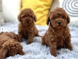 En Özel Toy Poodle Yavrular
