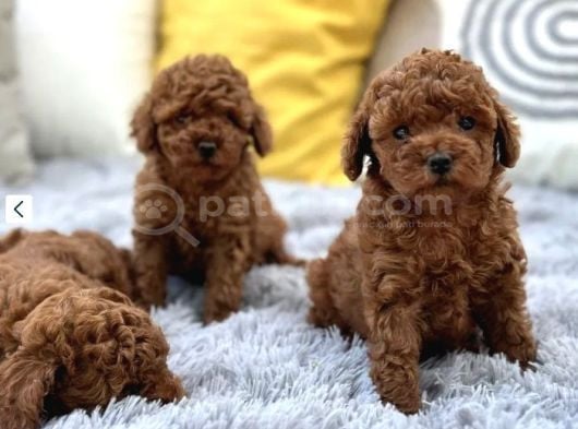En Özel Toy Poodle Yavrular görsel