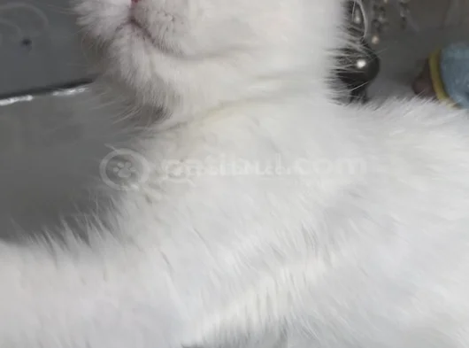 Longhair Bebeklerim görsel