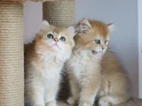 Safkan golden British Longhair yavrular