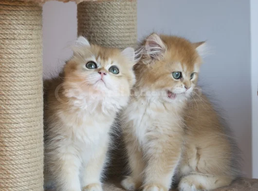 Safkan Golden British Longhair Yavrular