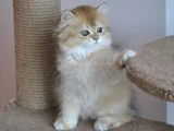 Safkan Golden British Longhair Yavrular