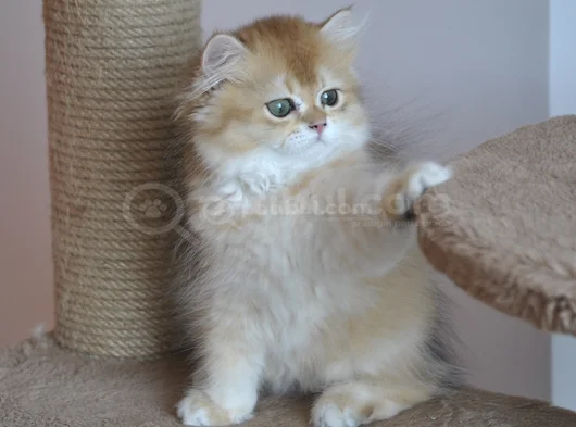 Safkan Golden British Longhair Yavrular görsel