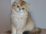 Safkan Golden British Longhair Yavrular