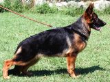 Alman Çoban Köpekleri