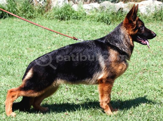 Alman Çoban Köpekleri görsel