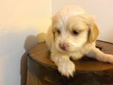 Maltipoo Yavrularımız Ev Doğumu