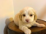 Maltipoo Yavrularımız Ev Doğumu