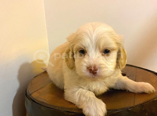 Maltipoo Yavrularımız Ev Doğumu