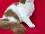 Cinnamon Bicolor