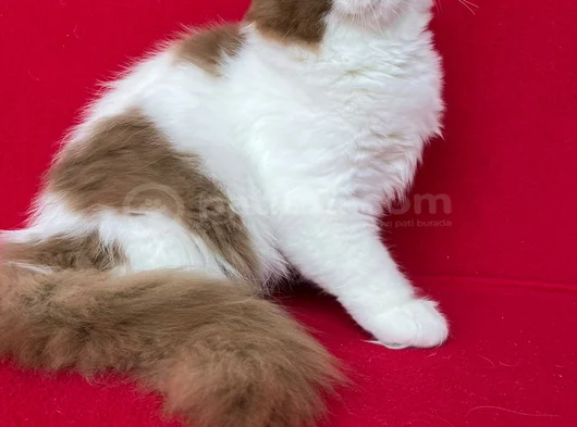 Cinnamon Bicolor görsel