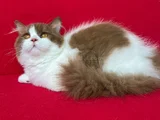 Cinnamon bicolor