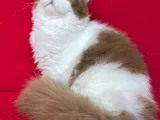 Cinnamon Bicolor