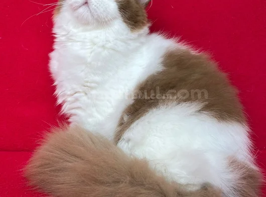 Cinnamon Bicolor görsel