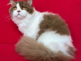 Cinnamon Bicolor