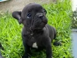 French bulldog