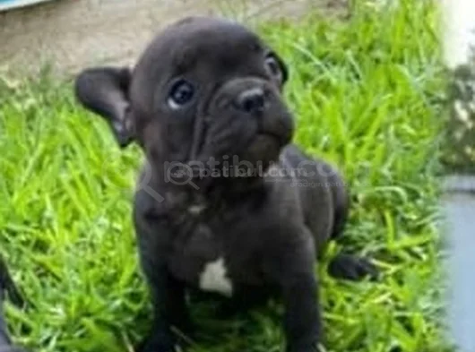 French Bulldog