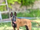 Eğitim temelli Belçika malinois
