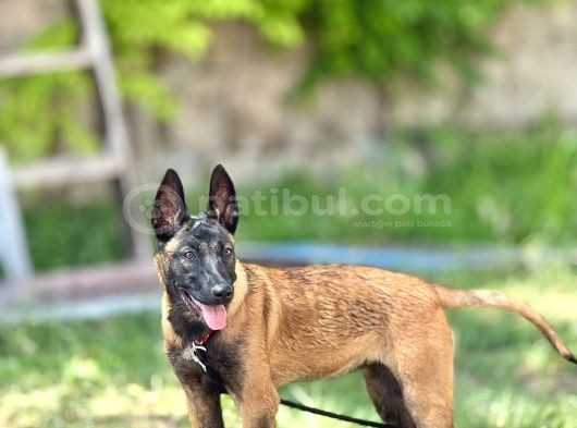 Eğitim Temelli Belçika Malinois